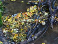 Gestautes Astwerk und Herbstlaub